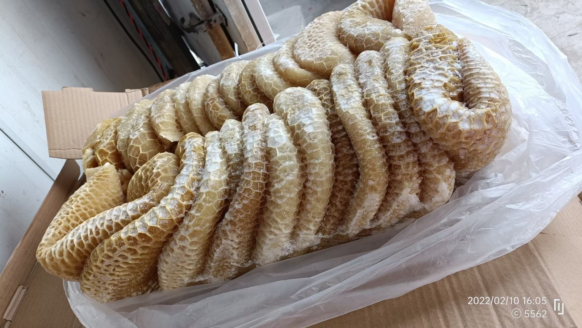 毛肚 金钱肚