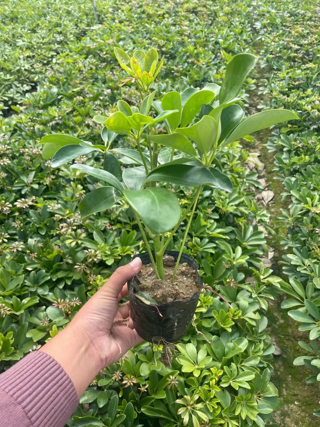 鸭脚木，鹅掌柴，花叶鸭脚木，澳洲鸭脚木