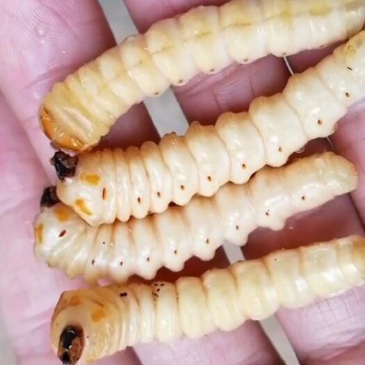 鄱阳县云实刺树虫斗米虫天牛幼虫活虫发货