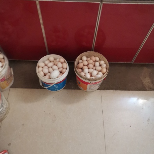 邢台土鸡蛋 林下散养鸡，笨鸡蛋出售