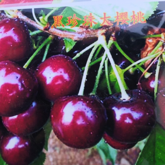 临沂黑珍珠苗 樱桃小苗