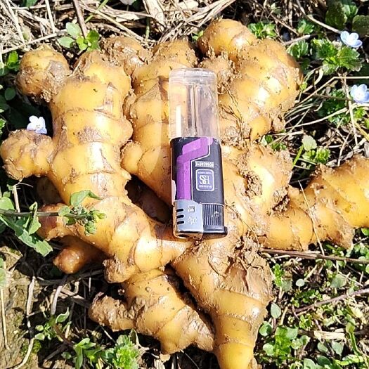 镇宁县 贵州二黄姜，产地直销量大从优，需要的老板联系一次合作终身朋友
