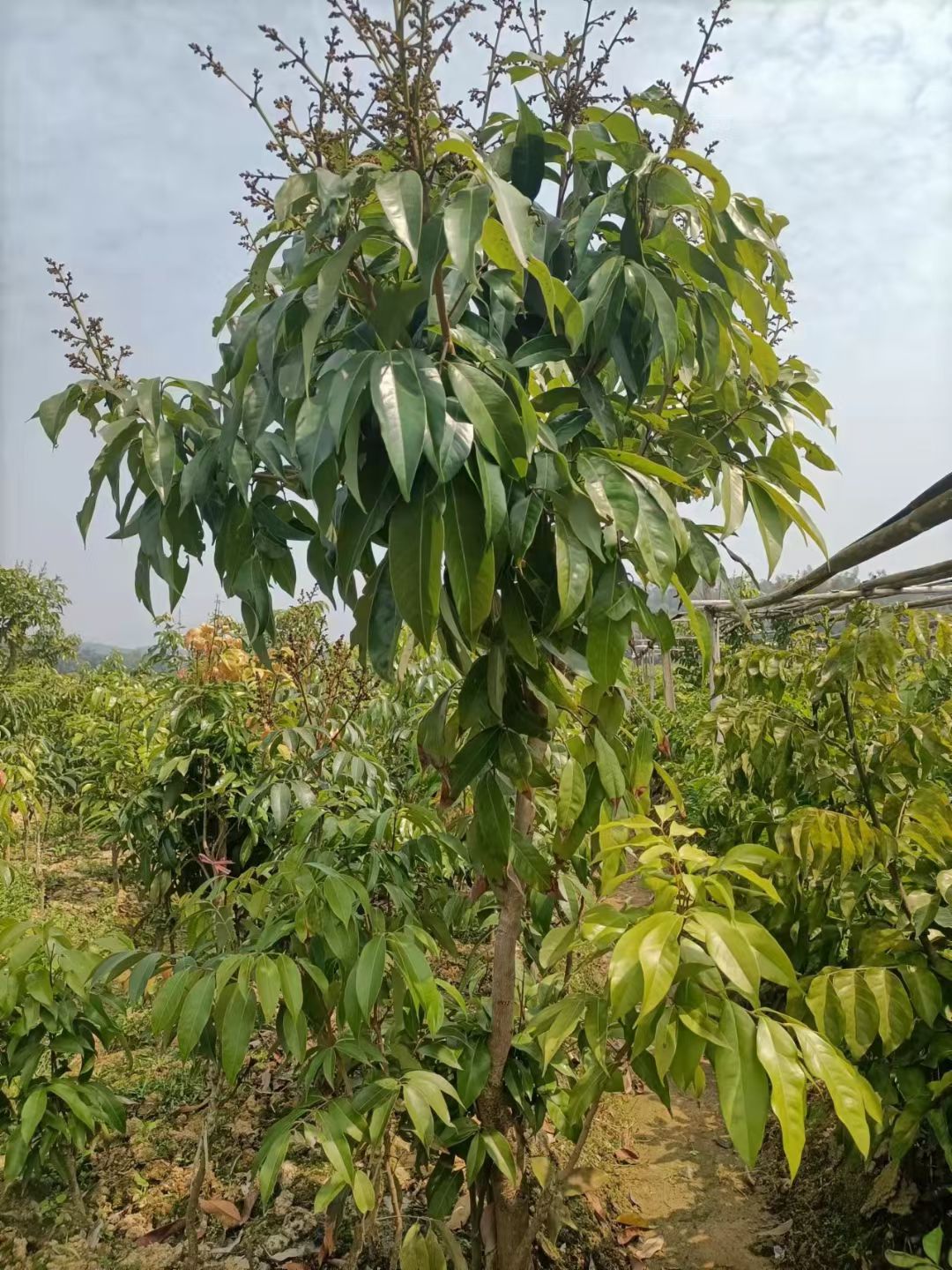 桂味荔枝苗  包邮，荔枝苗，嫁接苗，裸根苗，带营养杯带叶子发