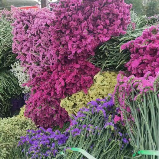 成都云南勿忘我鲜花批发斤模式地摊展销引流促销爆品
