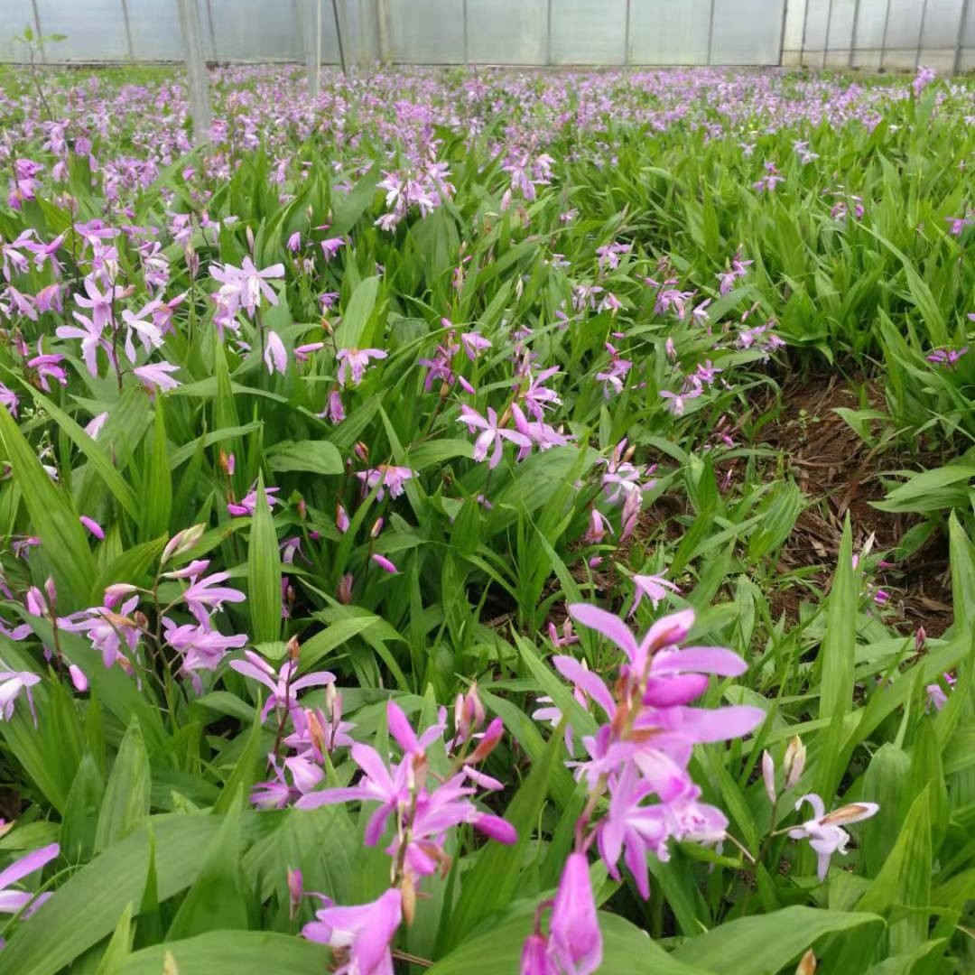 紫花白芨苗 纯紫花三叉大白芨，驯化苗1.5到4公分大量有货