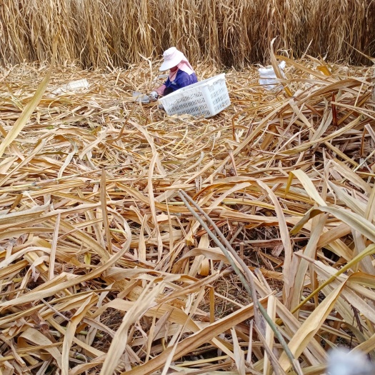 绵阳 牧草种