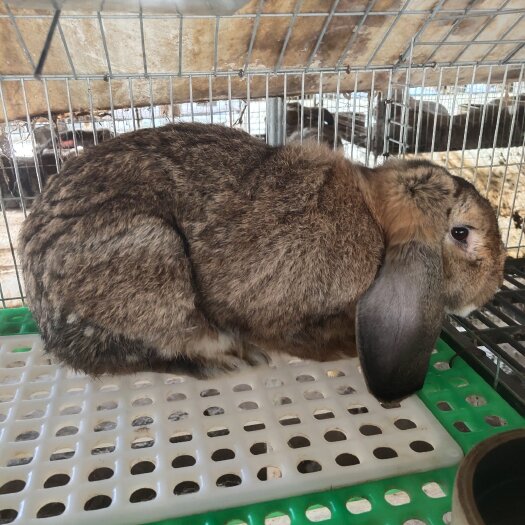 来安县供应巨型公羊兔种兔【包邮价】生长速度快能长到20斤左右