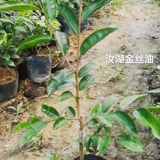 茂名奇楠沉香树 奇楠苗，棋楠苗，汝湖金丝油