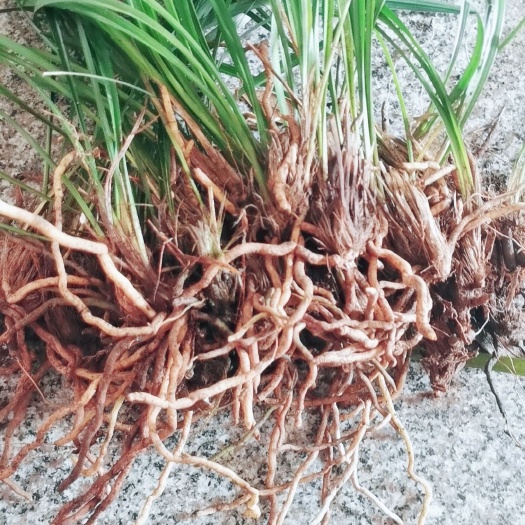 福建 深山寒兰叶子绿，根茎完好。可视频选苗。