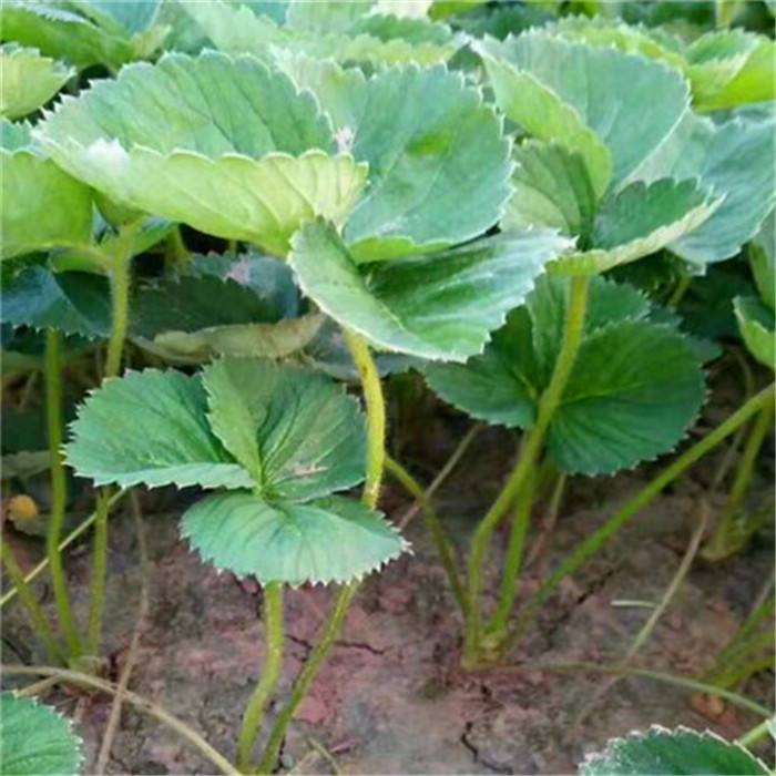 法兰地草莓苗，甜查理，宁玉草莓苗，香蕉，淡雪草莓，甜宝，香野