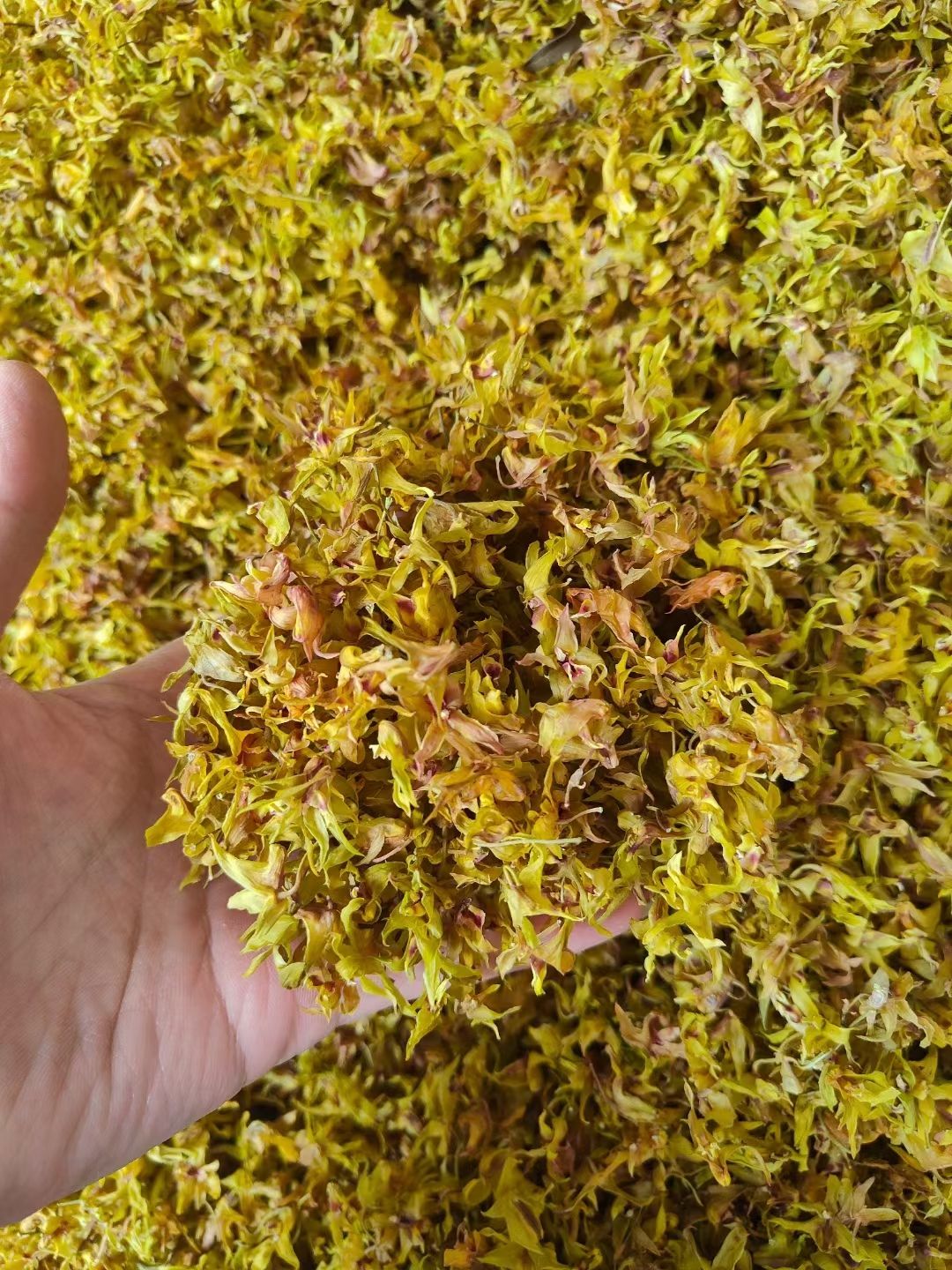 霍山铁皮石斛花 石斛花