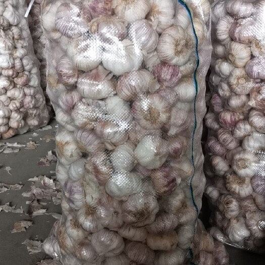 中牟县紫皮蒜 河南省郑州市中牟县 5.5-6.0cm 新蒜 库内蒜