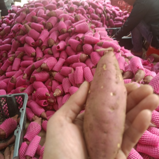 桥头富硒地瓜  鸣门金时  红薯