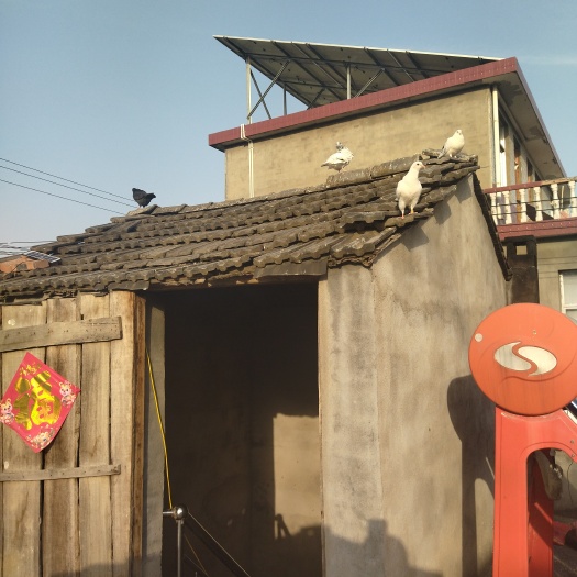 太和县 出售观赏鸽和肉鸽