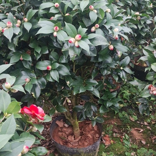 漳平市六角大红赤丹茶花盆栽档口电商精品货福建龙岩基地直销
