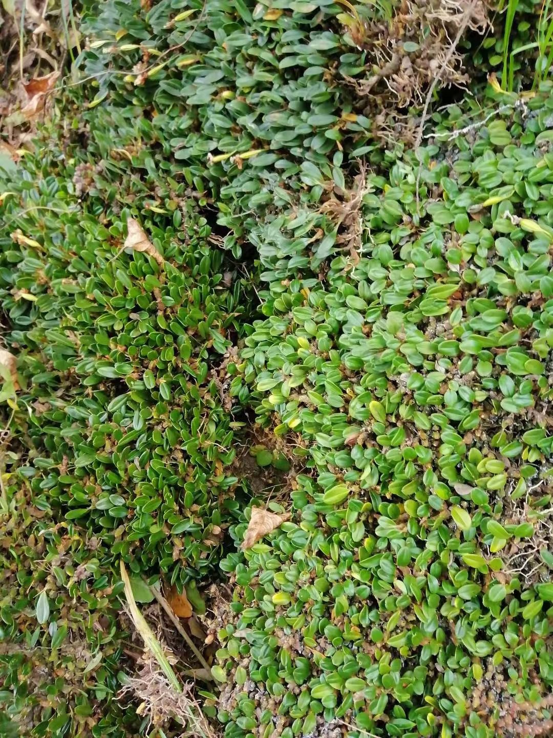 石橄榄单叶小果   单叶红豆石橄榄    石米    石豆