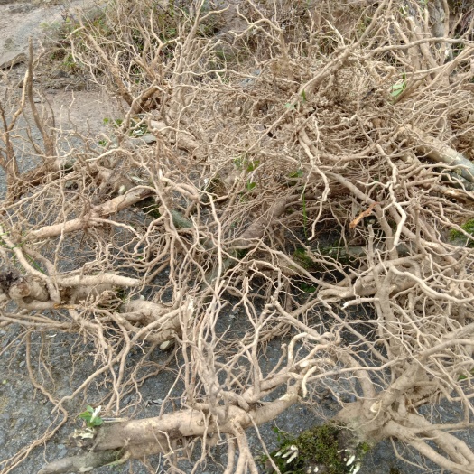 黄栀子根，山栀根，中药材山栀根，鲜货，地上部分30公分在内。