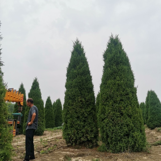 望都县圆柏 望都塔桧 塔柏 刺柏 望都塔侩望都侩柏望都侩