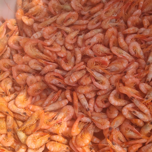 滨州黑壳虾 硬壳虾，鹰虾