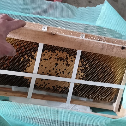 南安市中华蜜蜂   中蜂群出售，可笼蜂包邮。3脾工蜂带王带一张子脾