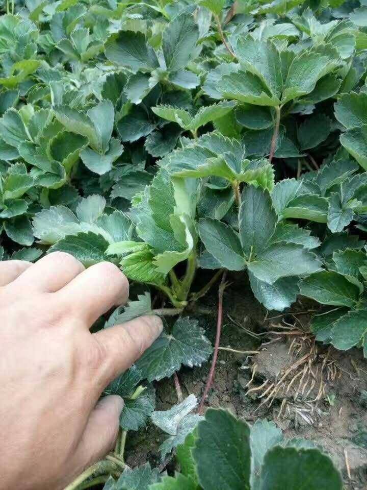 法兰地草莓苗，甜查理，宁玉草莓苗，香蕉，淡雪草莓，甜宝，香野