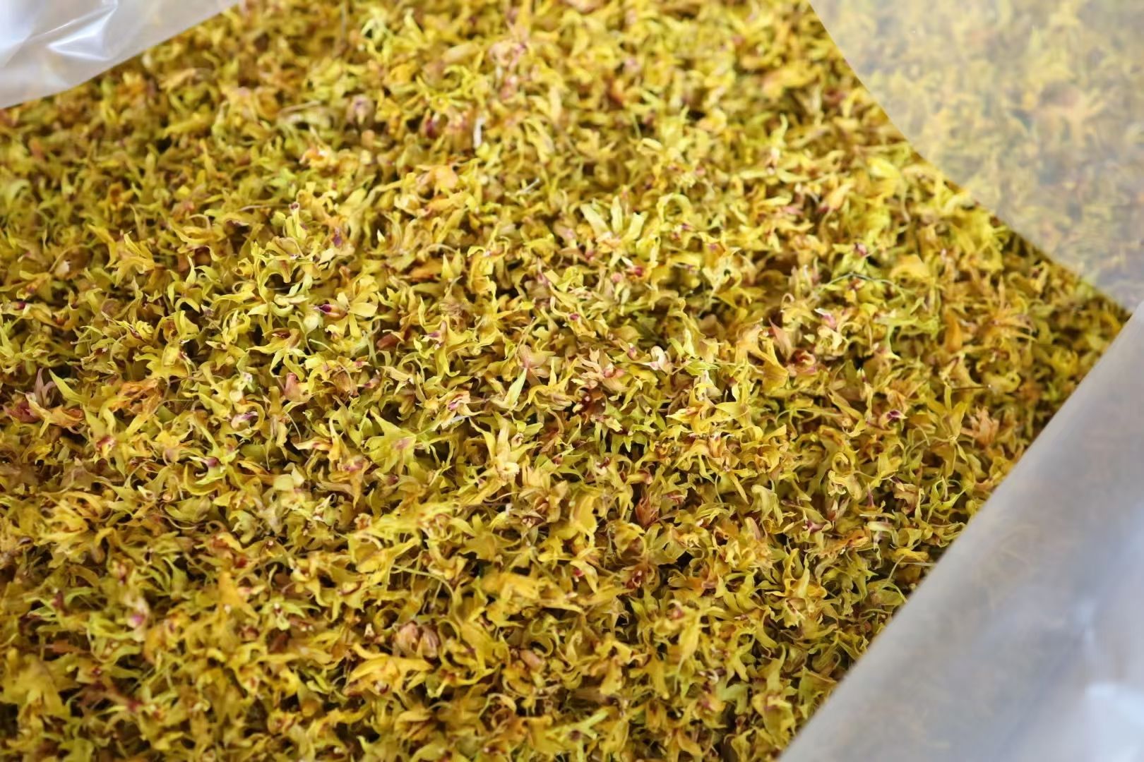 霍山铁皮石斛花 石斛花