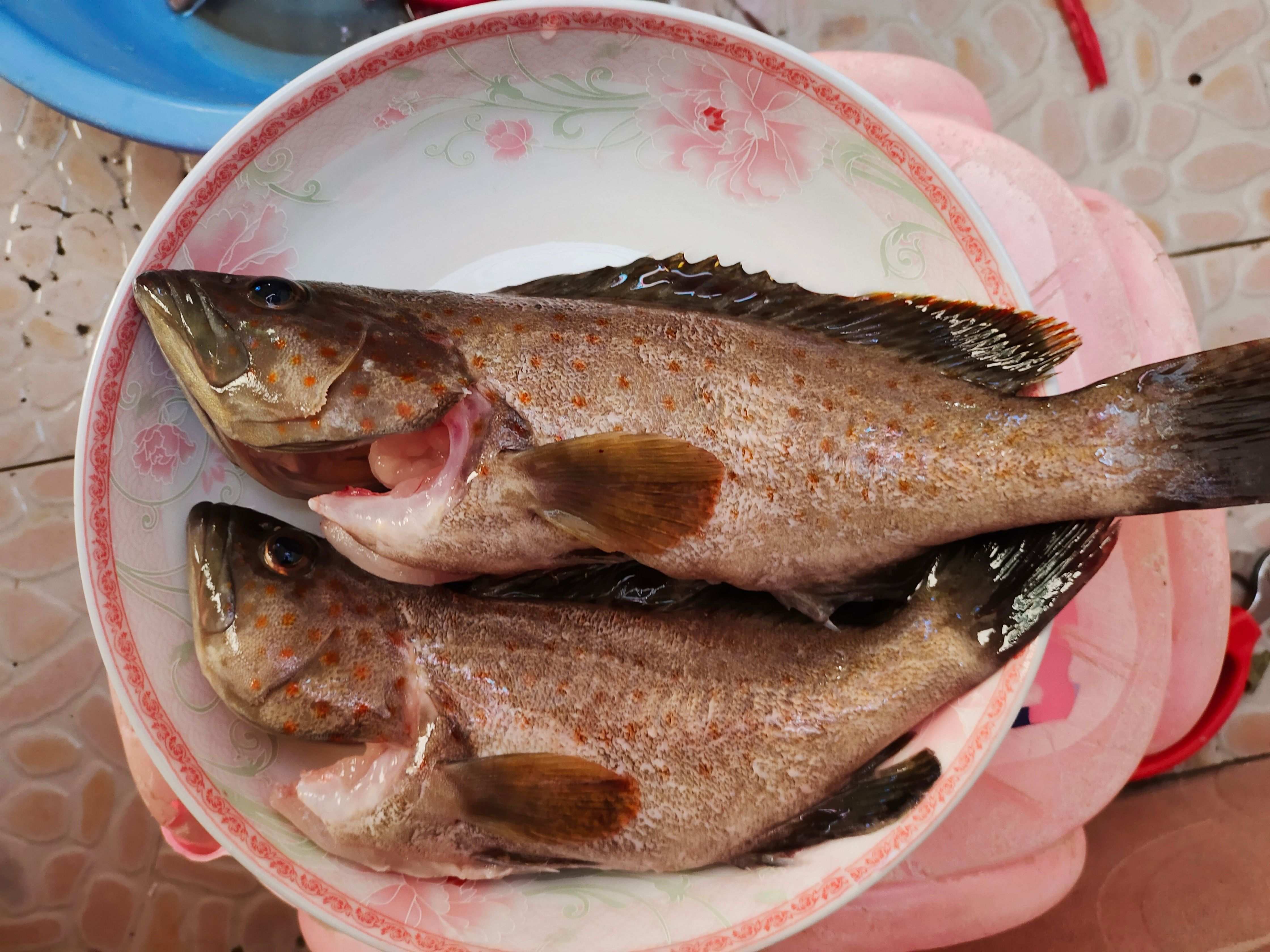  潮汕本港鲜活土过土石斑鱼斑鱼全国活发活寄规格1斤起
