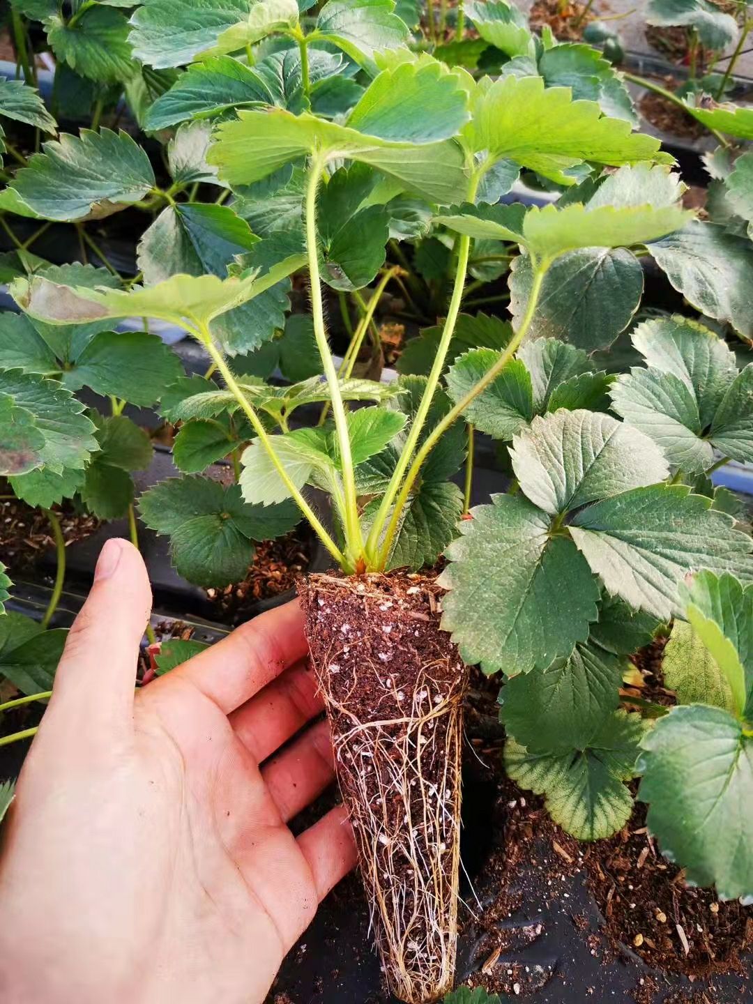 法兰地草莓苗，甜查理，宁玉草莓苗，香蕉，淡雪草莓，甜宝，香野