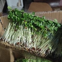 承德 香椿苗