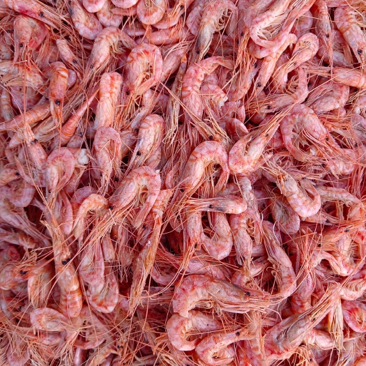 滨州渤海湾小红虾