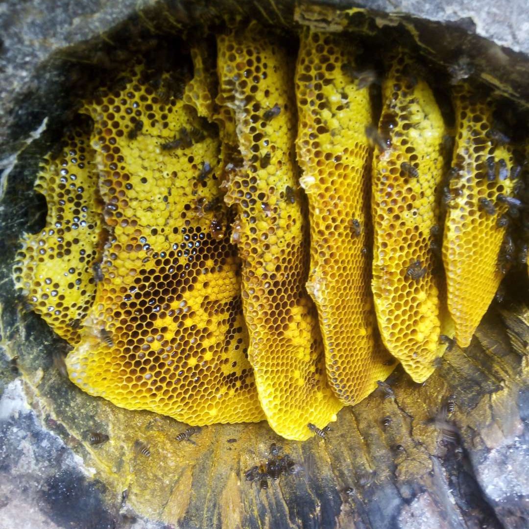 云南无量山高山蜂蜜什么叫真正纯天然无添加