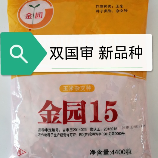 永寿县金园15玉米种子超高产  超抗倒伏抗病耐高温耐旱耐盐碱
