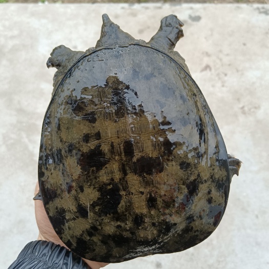 湖北土甲鱼，长期有货，一次合作，终身朋友。