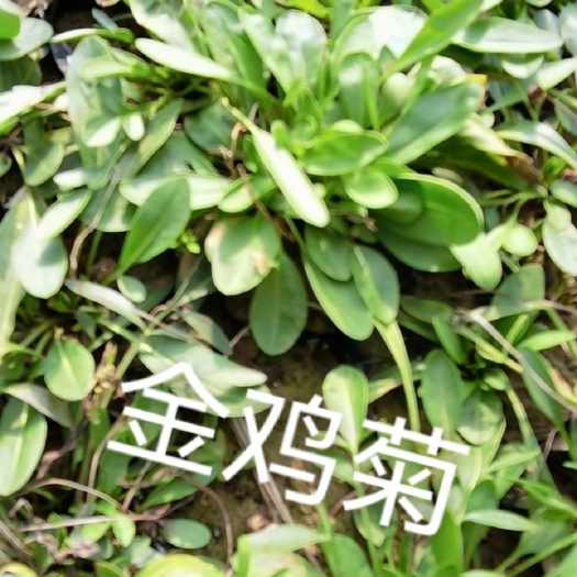 台安县金鸡菊苗 金鸡菊，