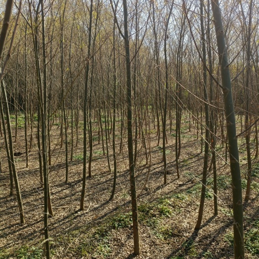 博野县 2公分垂柳。青皮垂柳。裸根土球均可。质优价廉