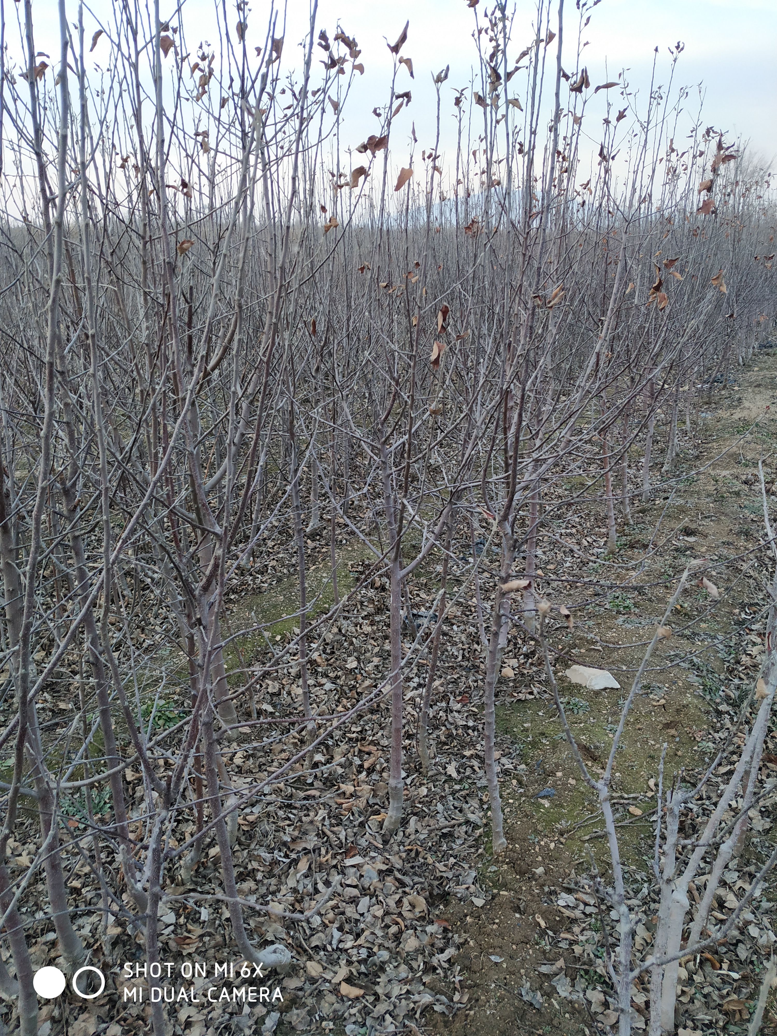 栖霞市红富士苹果苗 定杆分枝富士苹果树1.5-3公分