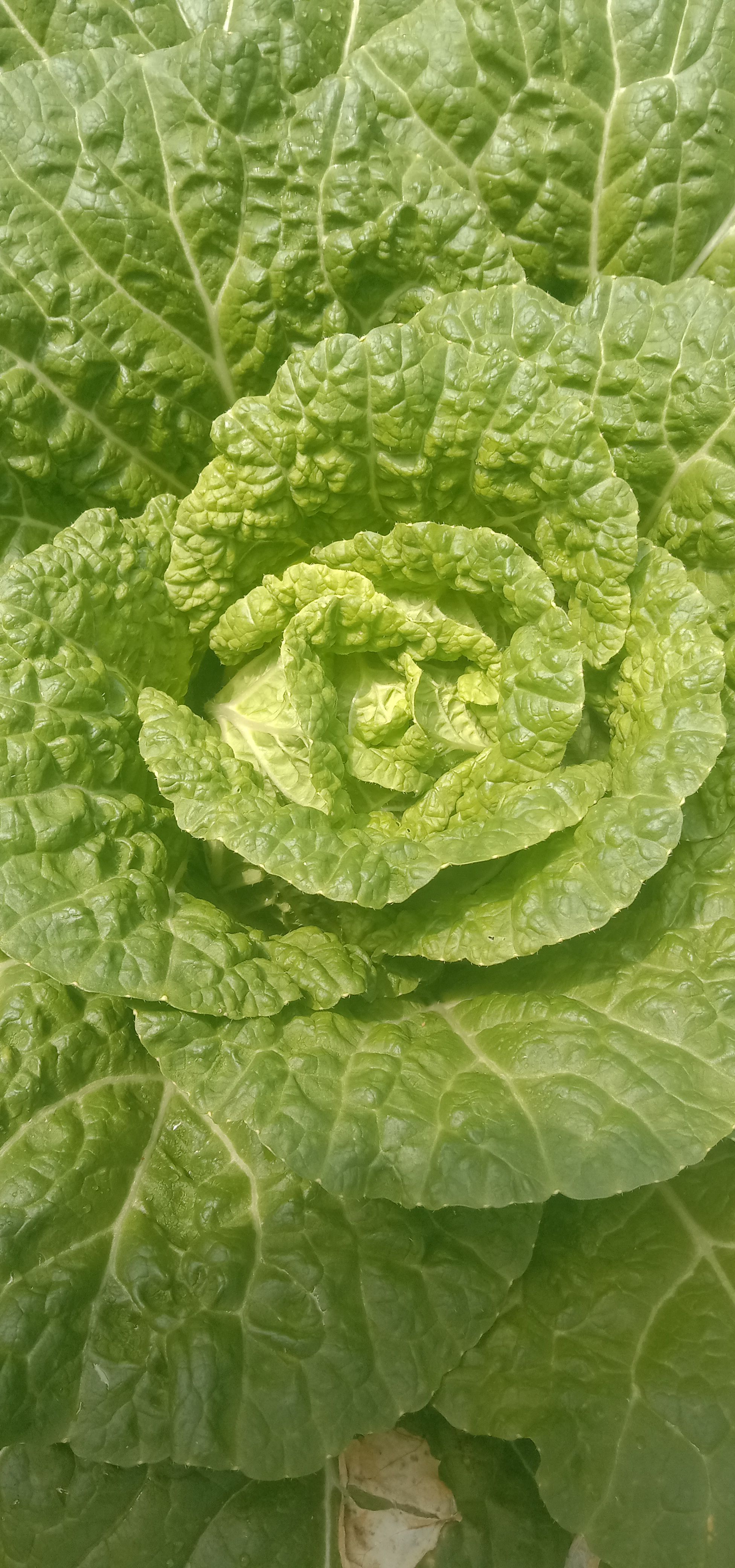  黄心大白菜