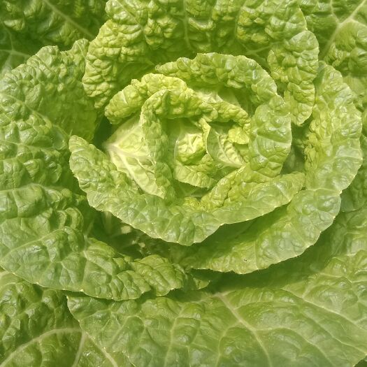 寻甸县 黄心大白菜