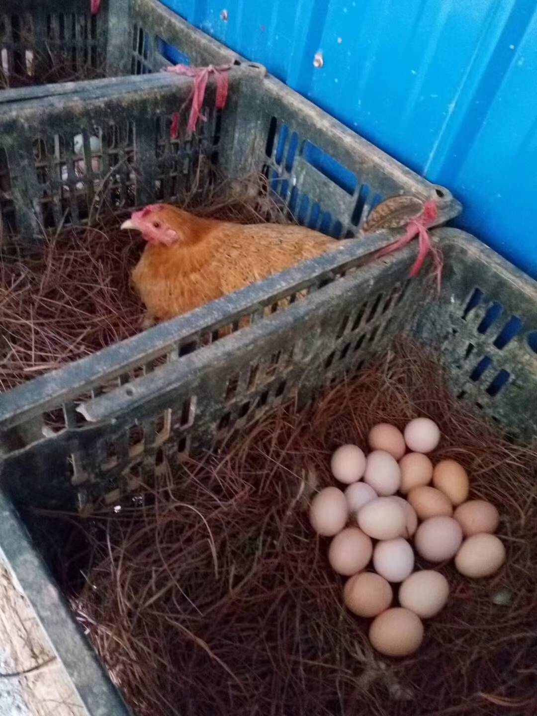  乌鸡蛋