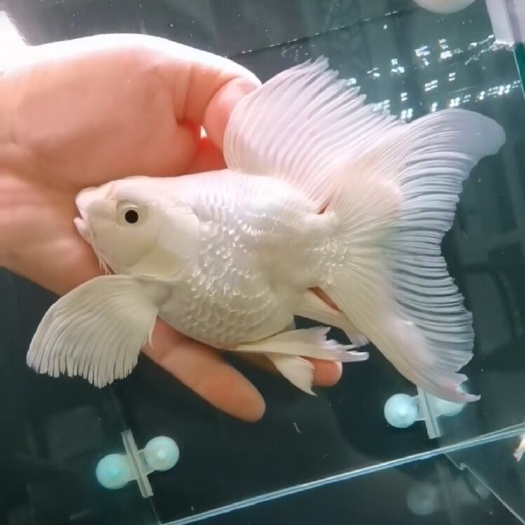 丰顺县蝴蝶鲤 蝴蝶理 精美短身13-18厘米  批发  可以空运和顺丰快递
