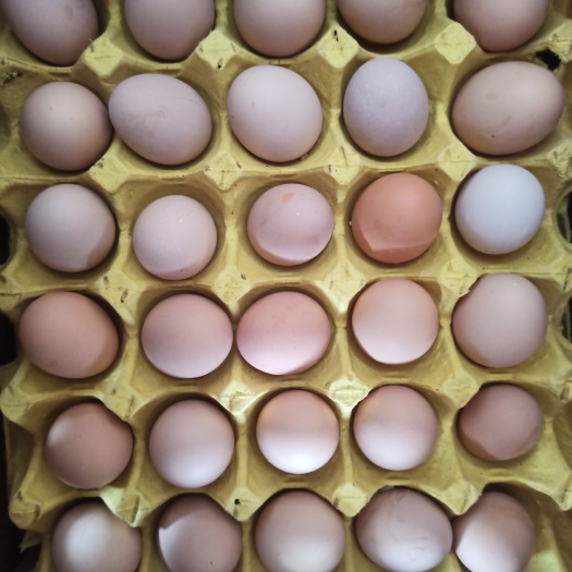 重庆市玉米粮食鸡蛋