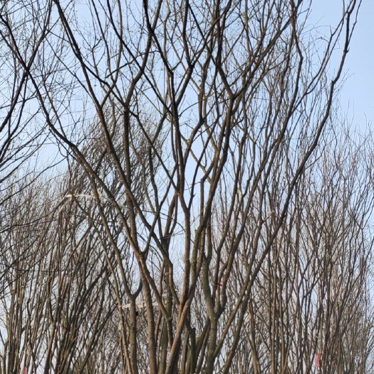 都江堰市 茶条槭