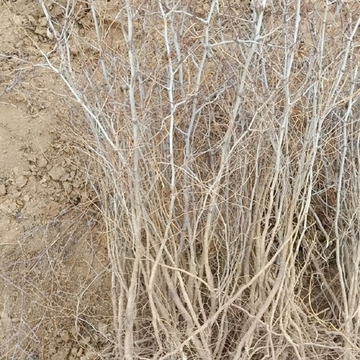 绛县基地直接批发高产酸枣苗