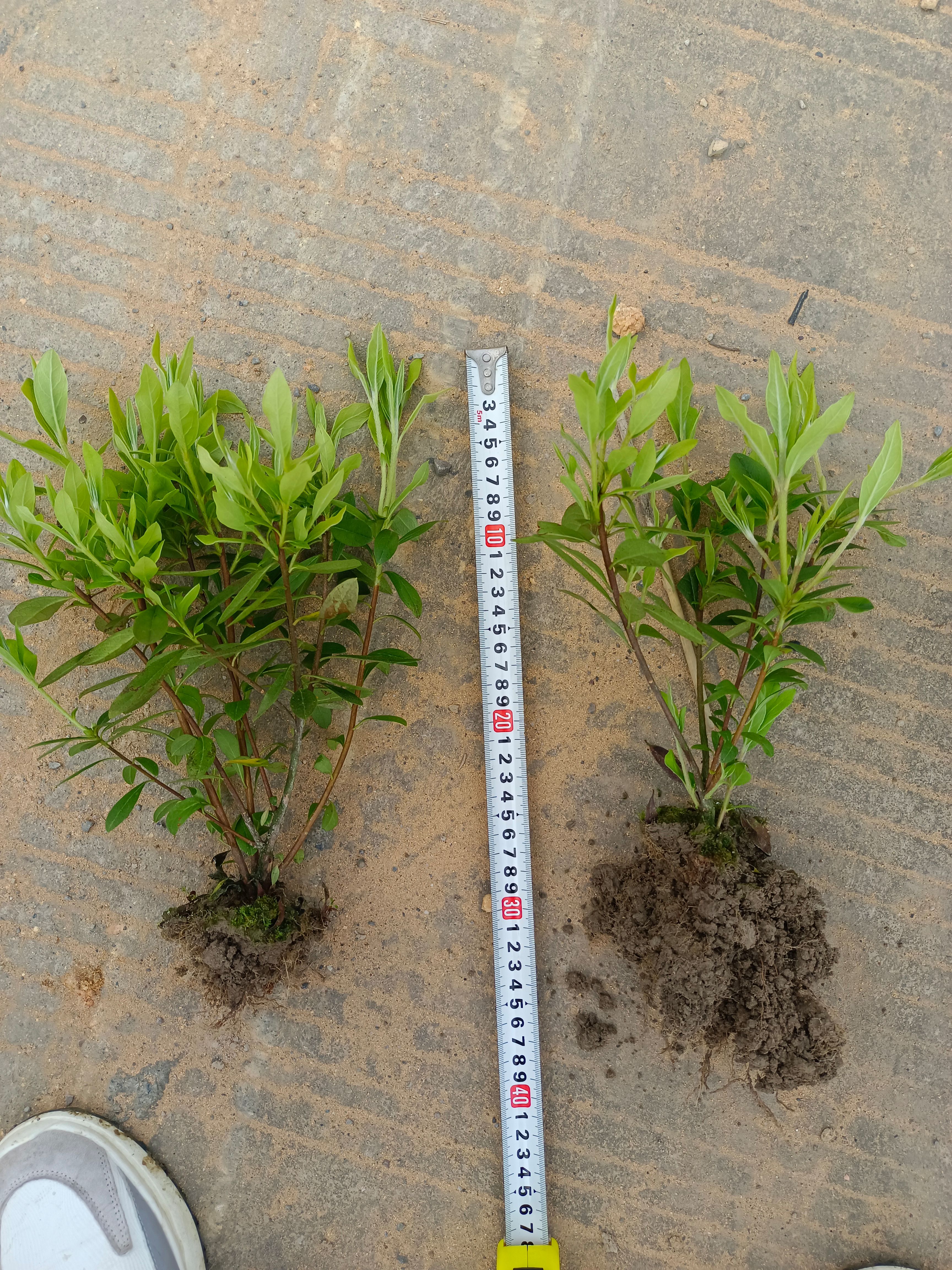 毛杜鹃 毛鹃工程苗