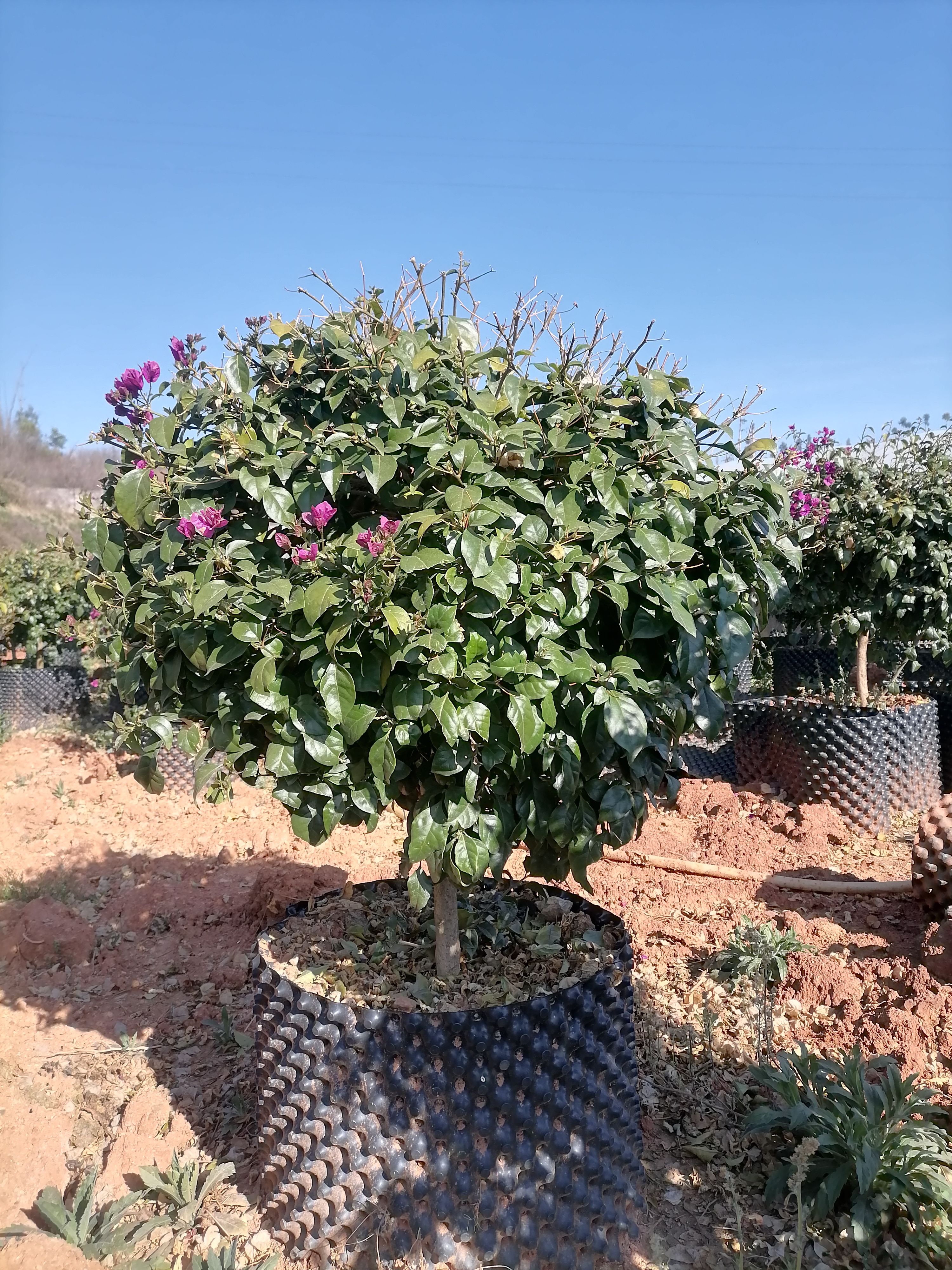 三角梅   叶子花    云南三角梅     苗地直销