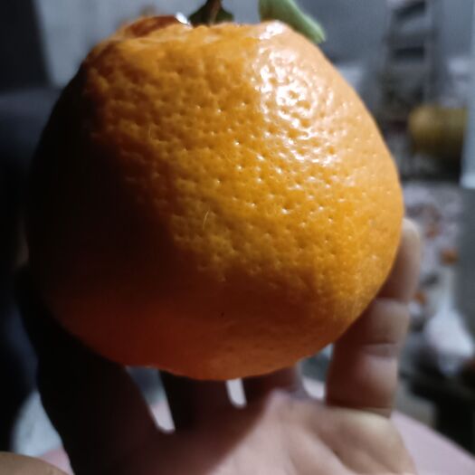 蒲江县杈杷果 粑粑安