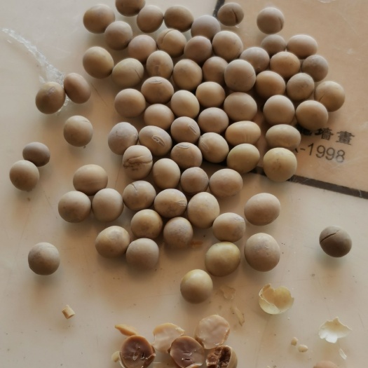 青州市大豆 熟豆子包邮