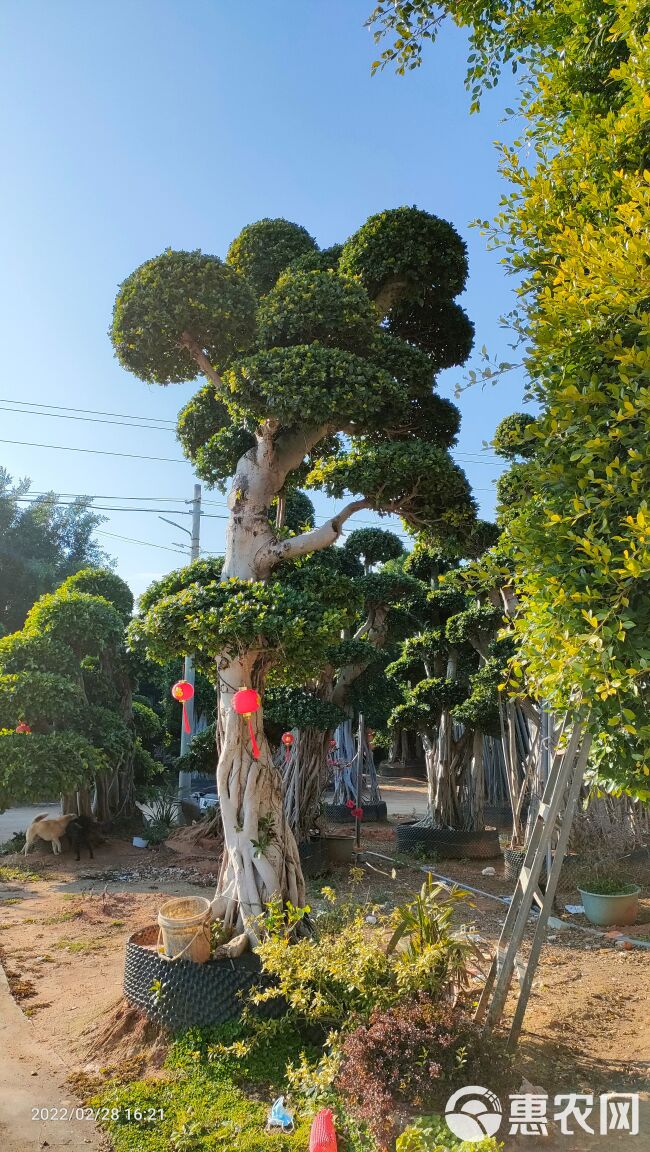 福建造型小叶榕桩头高度4.5-5.0米，福建造型金钱榕桩景