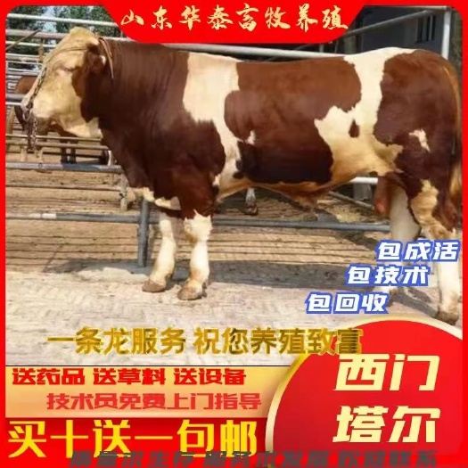 惠民县 肉牛犊西门塔尔牛免费运输买十头送一头繁殖母牛改良牛犊货到付款