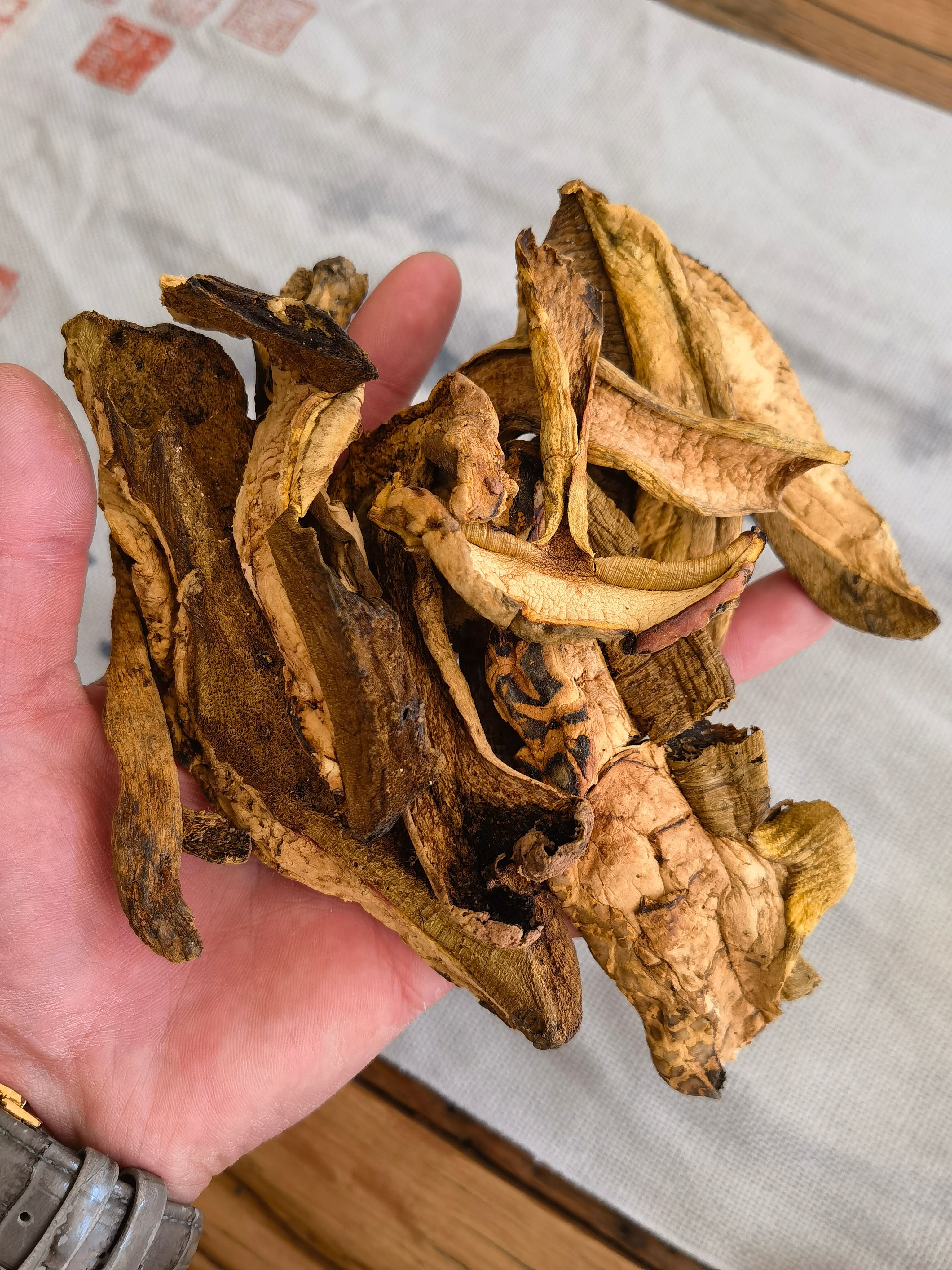 香格里拉黄牛肝菌大量批发中